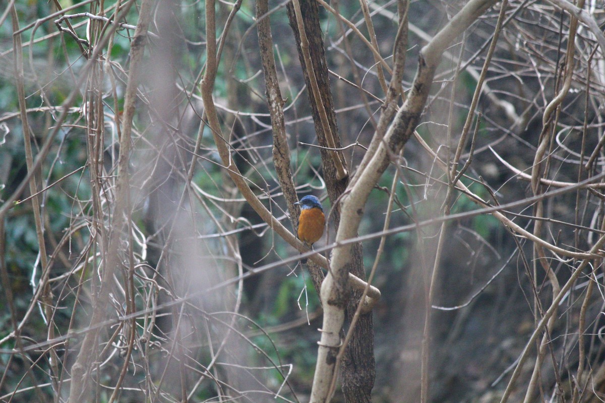 Blue-capped Rock-Thrush - Chithran Viswanathan