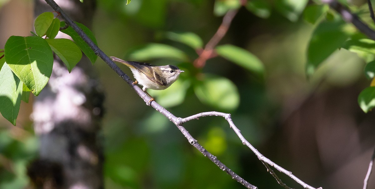 Sichuan Leaf Warbler - ML616102652