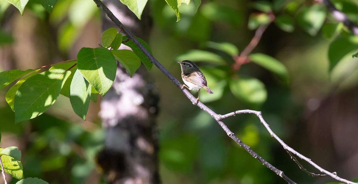 Sichuan Leaf Warbler - ML616102654