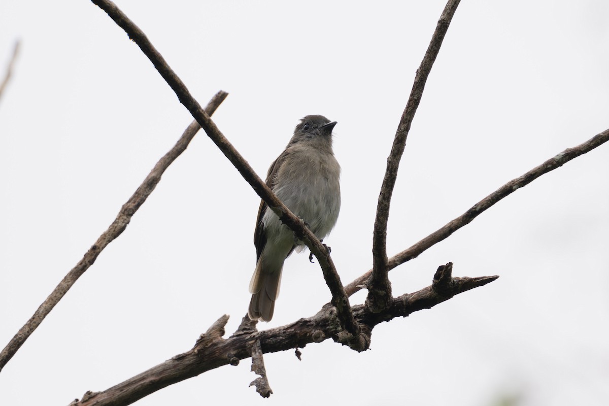 Sumba Jungle Flycatcher - Mike Hooper