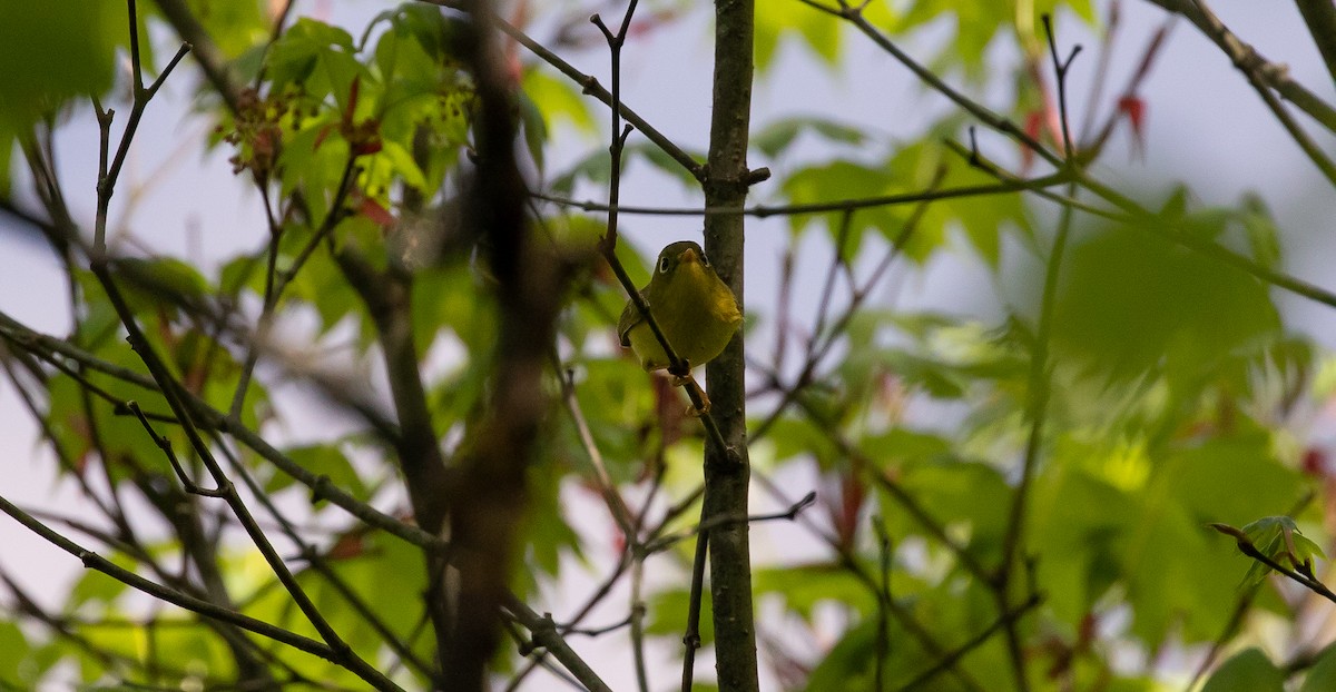 Mosquitero de Bianchi - ML616102656