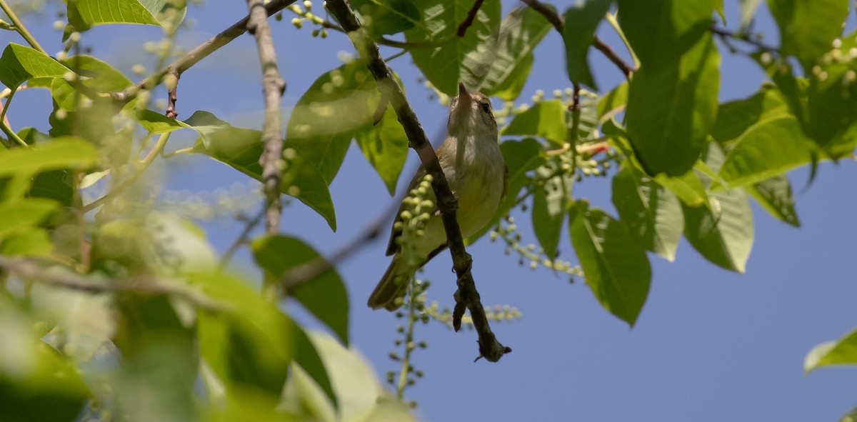 Large-billed Leaf Warbler - ML616102659