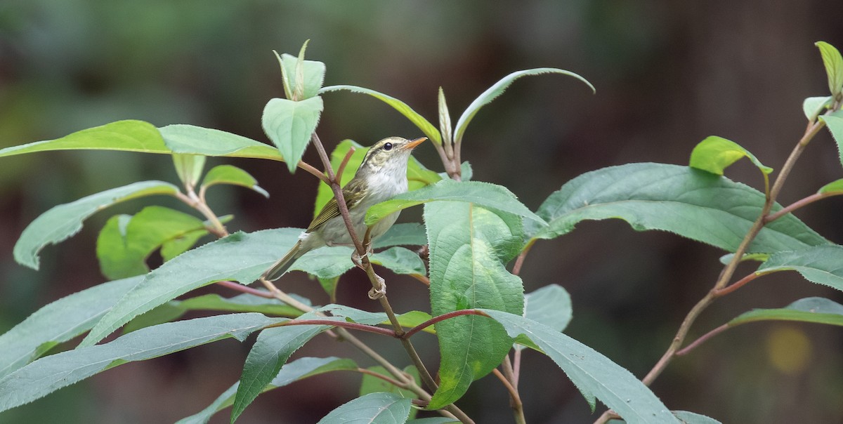 Claudia's Leaf Warbler - ML616102660