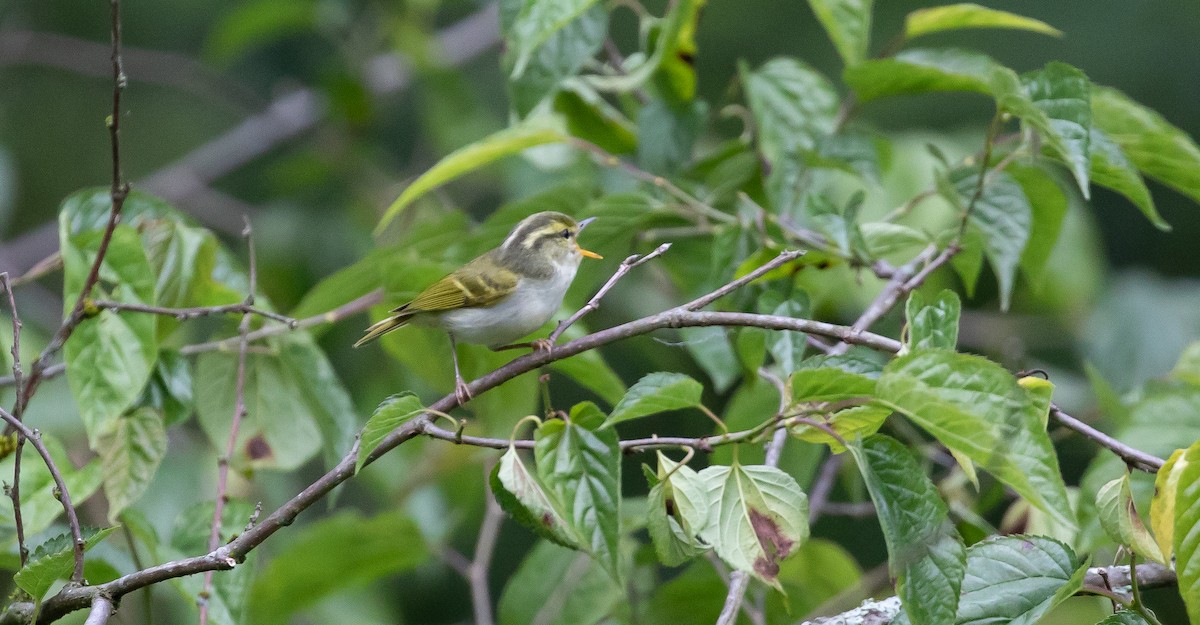 Kloss's Leaf Warbler - ML616102670