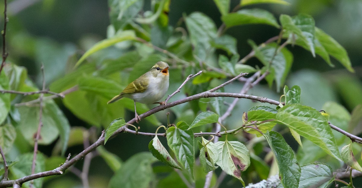 Kloss's Leaf Warbler - ML616102671