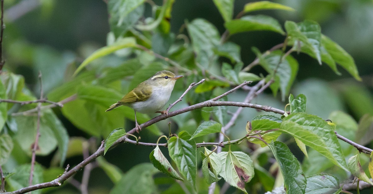 Kloss's Leaf Warbler - ML616102672