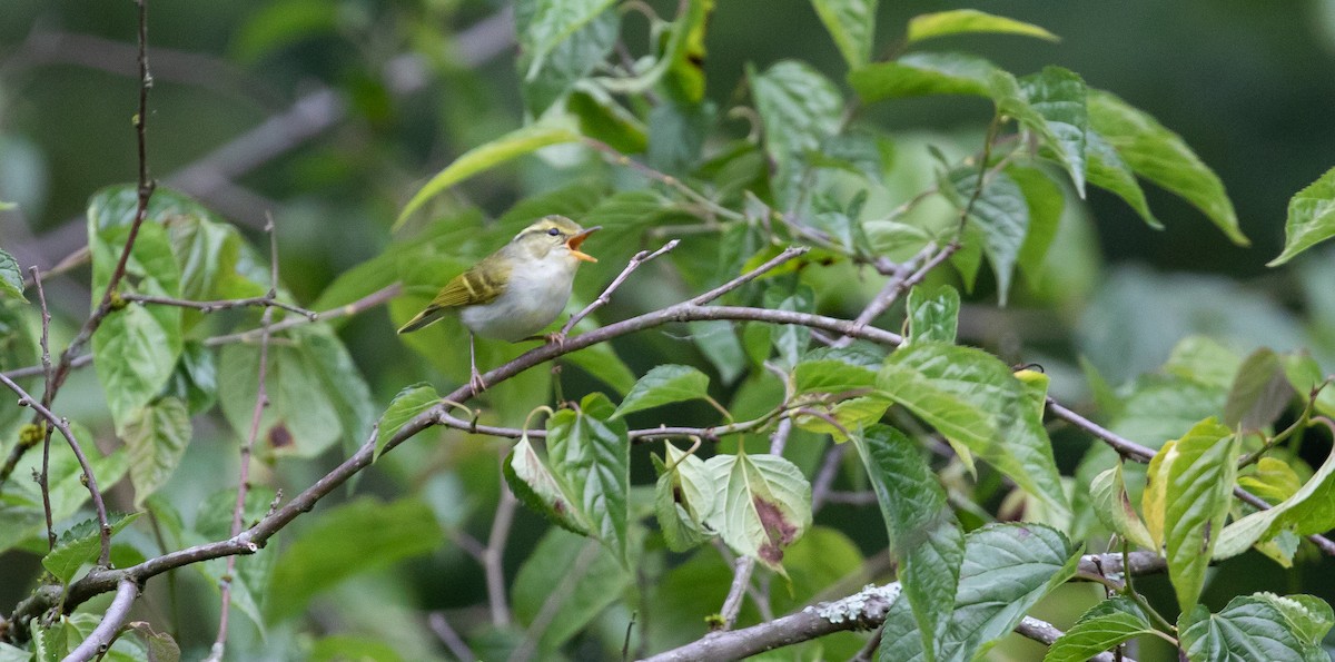 Kloss's Leaf Warbler - ML616102677