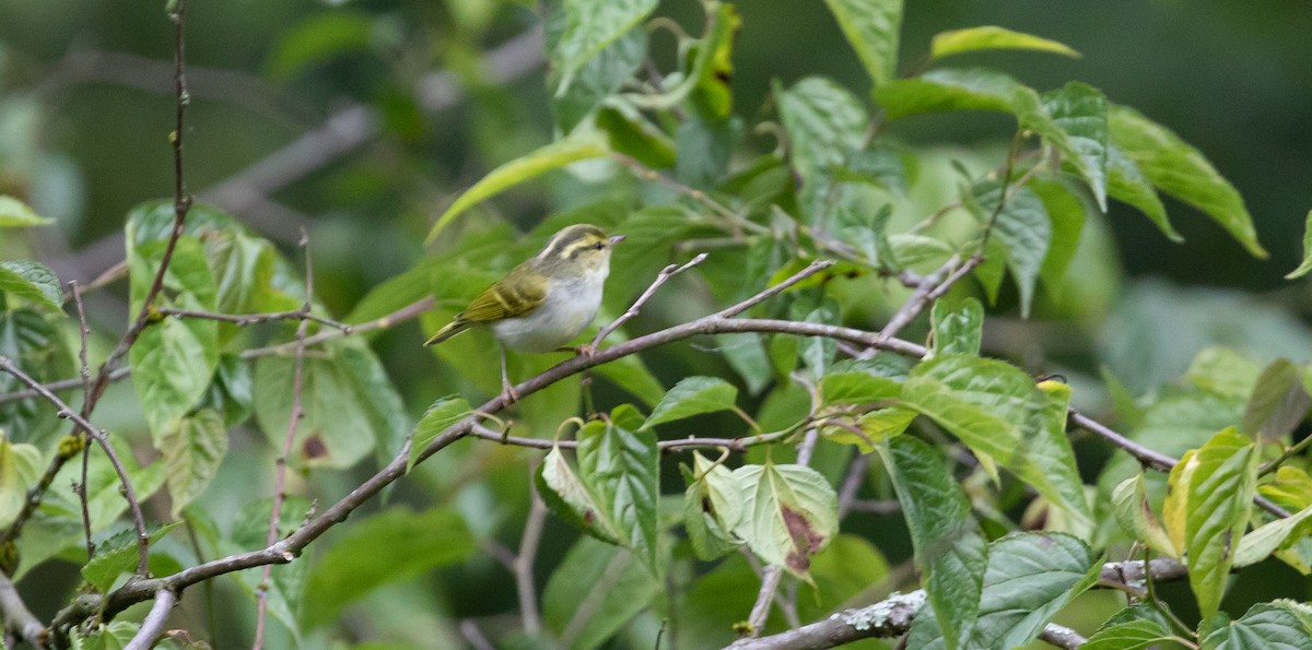 Kloss's Leaf Warbler - ML616102678