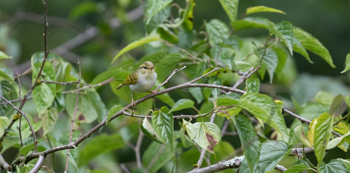 Kloss's Leaf Warbler - Brian Small
