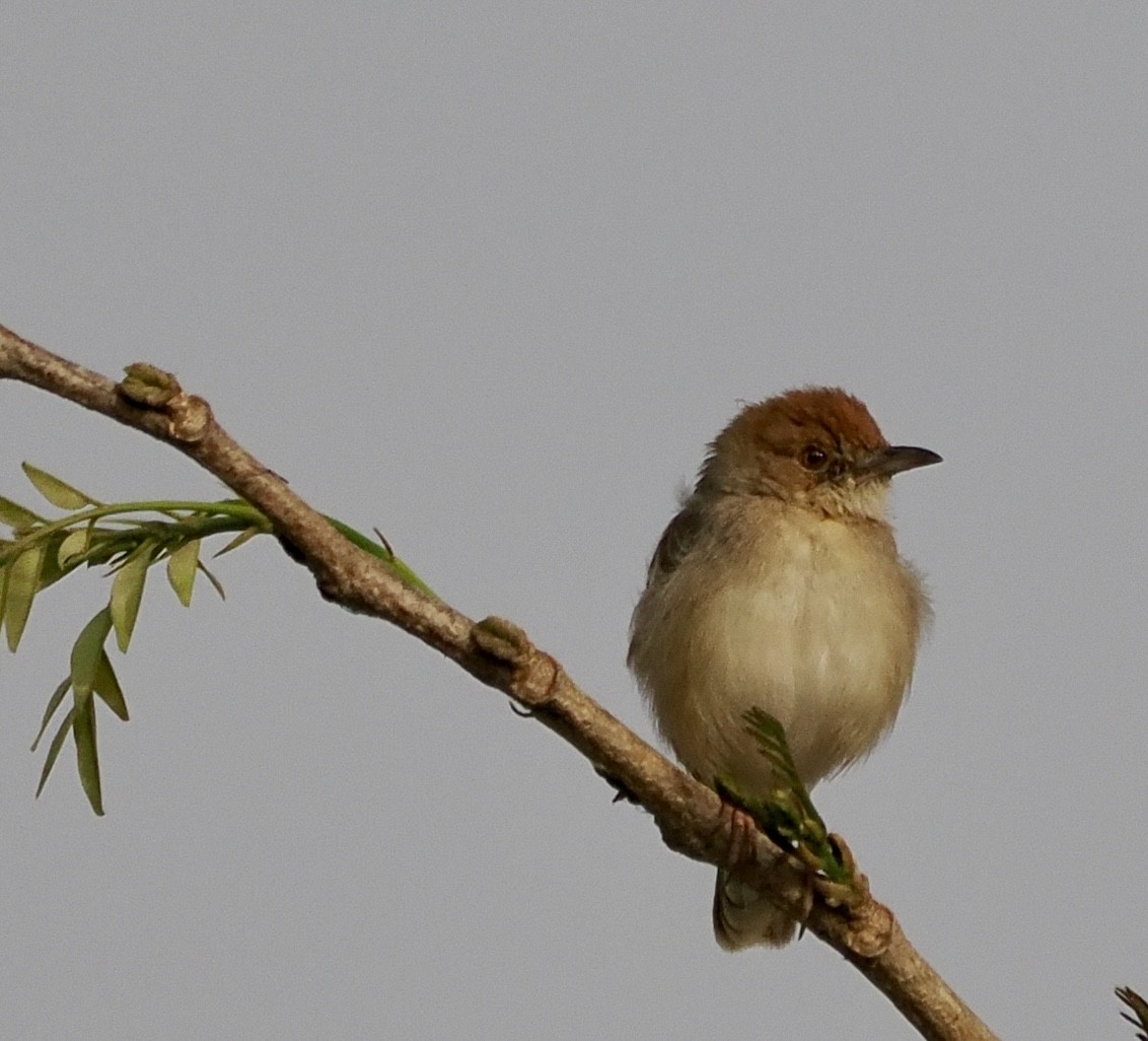 Dorst's Cisticola - ML616102681