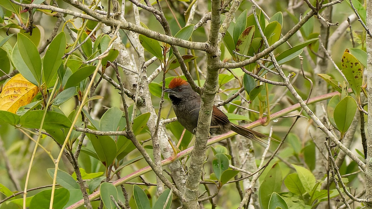 Spix's Spinetail - ML616102712