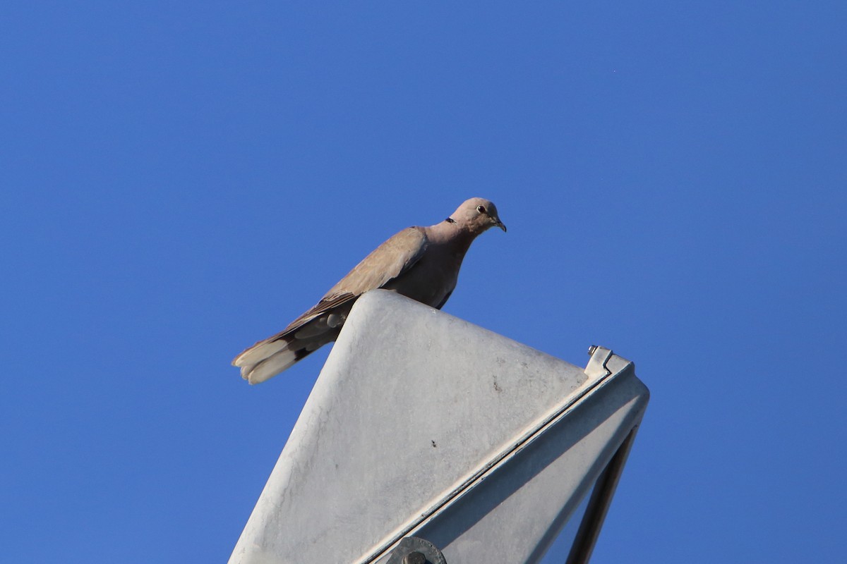 Eurasian Collared-Dove - ML616102717