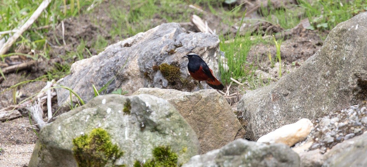 White-capped Redstart - ML616102718