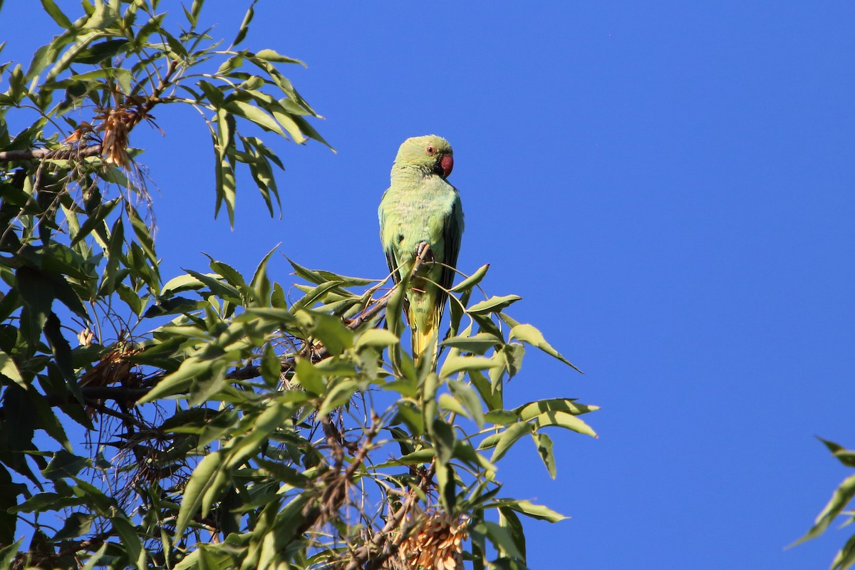 Rose-ringed Parakeet - ML616102723