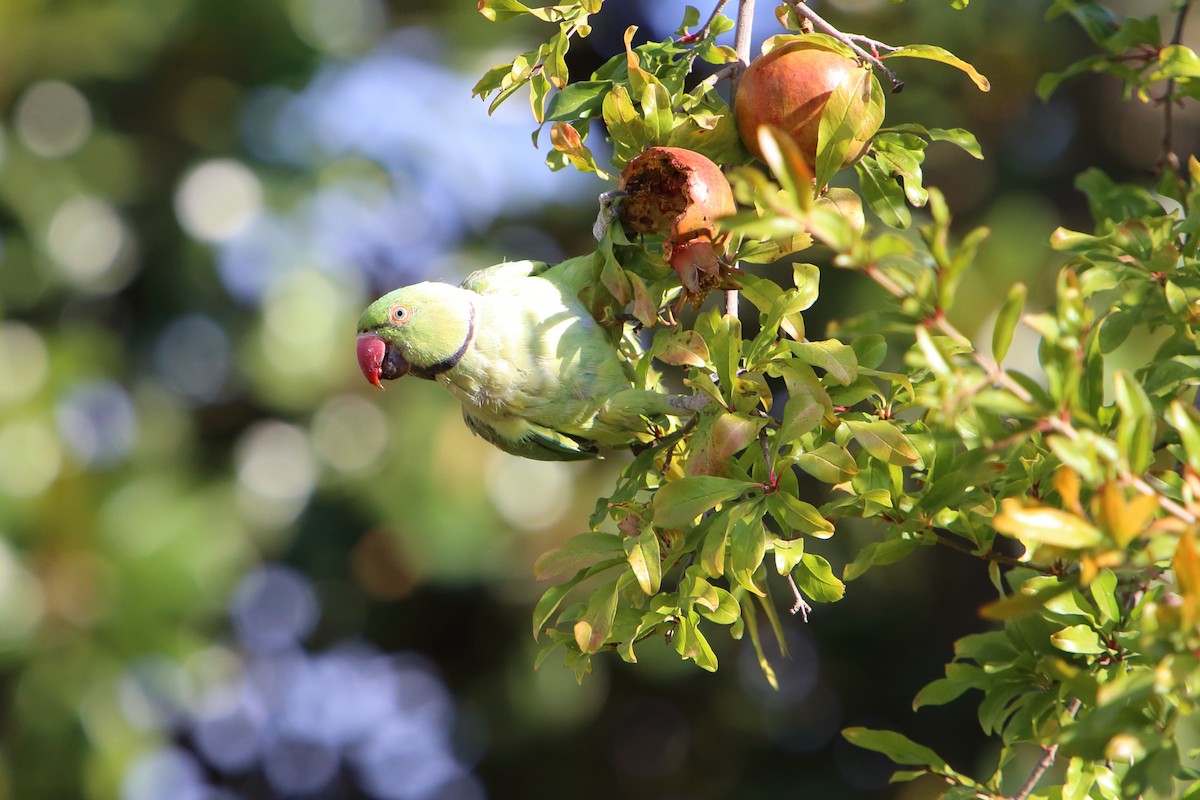 Rose-ringed Parakeet - ML616102725