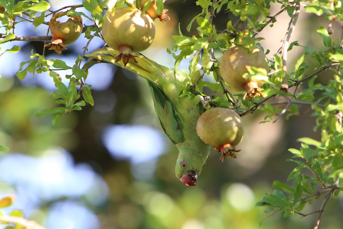 Rose-ringed Parakeet - ML616102726