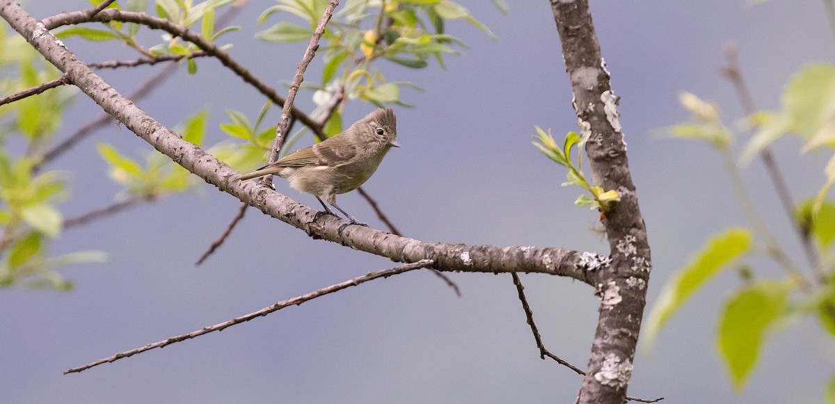 Gray-crested Tit - ML616102733