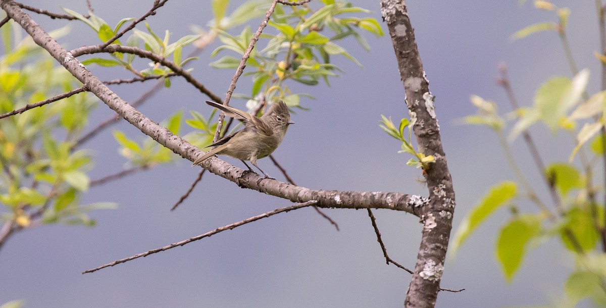 Gray-crested Tit - ML616102734