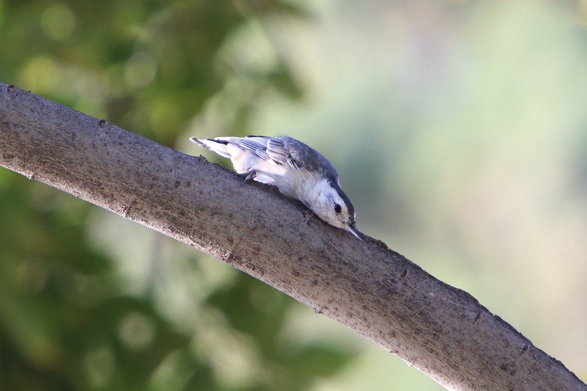 White-breasted Nuthatch - ML616102738