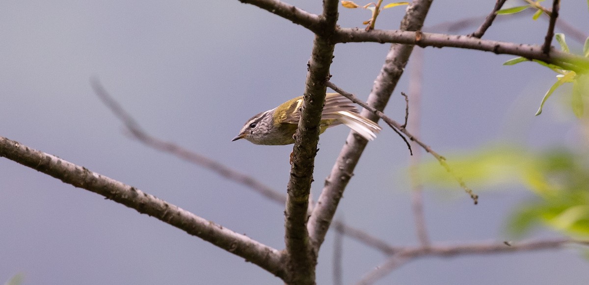 Ashy-throated Warbler - ML616102739