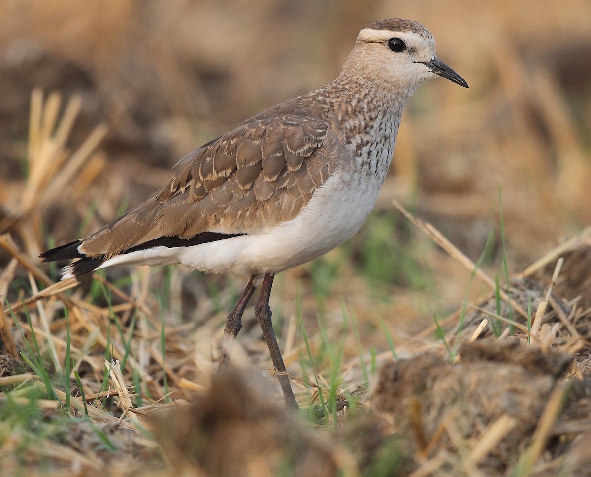 Sociable Lapwing - ML616102753