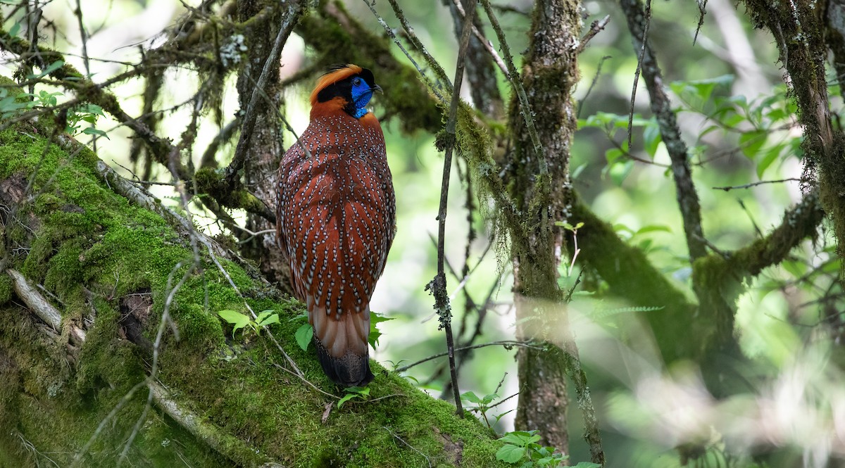 Temminck's Tragopan - Brian Small