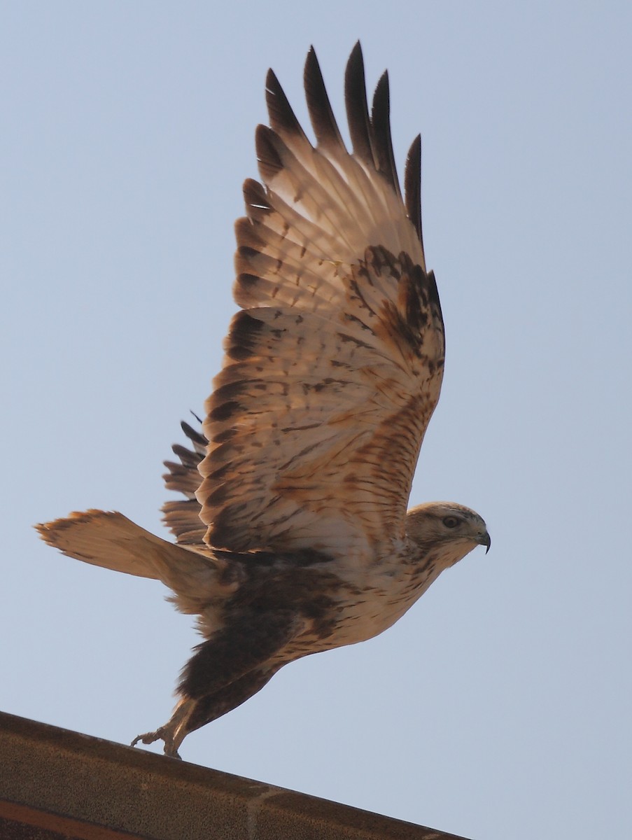 Long-legged Buzzard - ML616102785