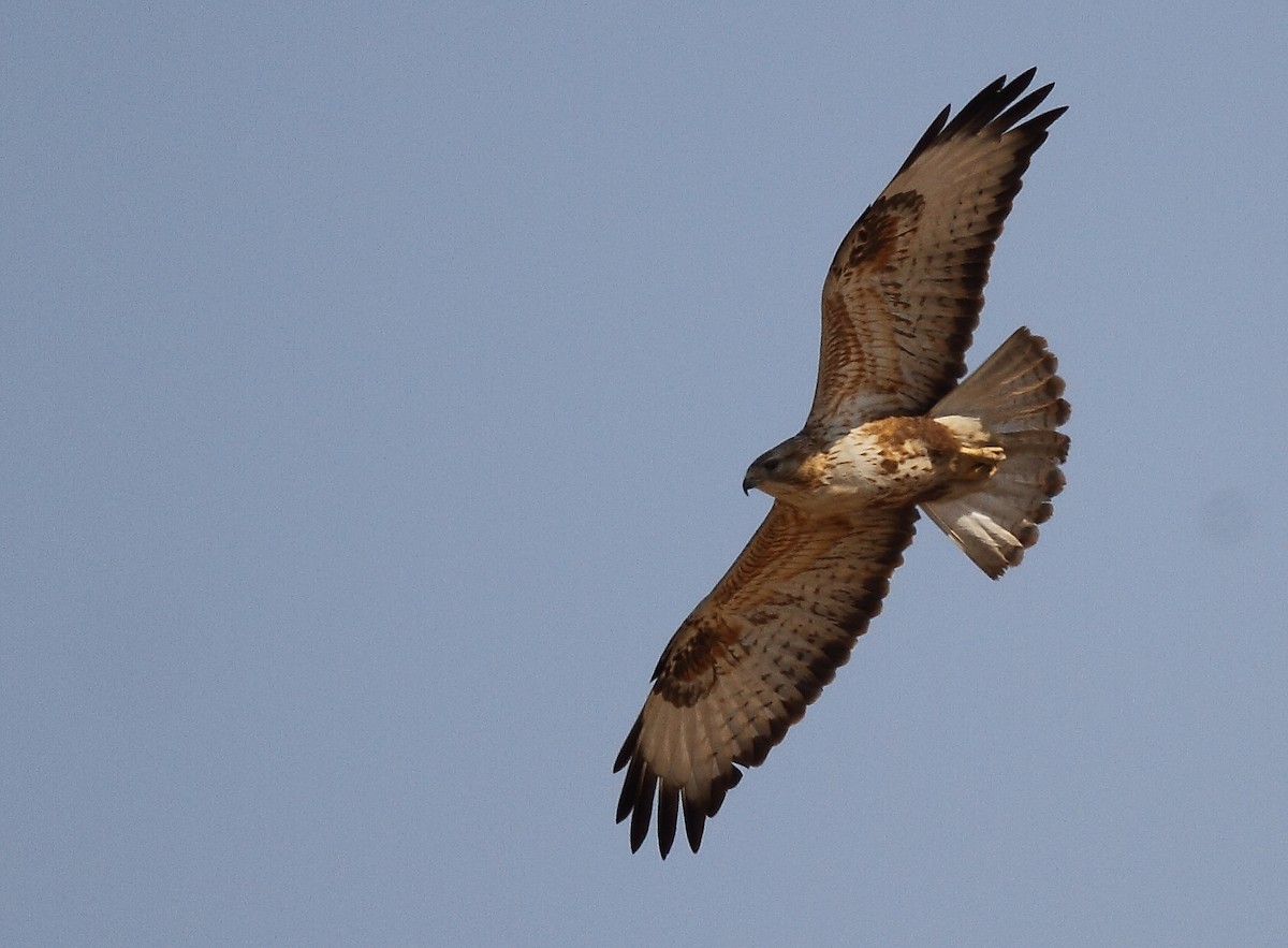 Long-legged Buzzard - ML616102786