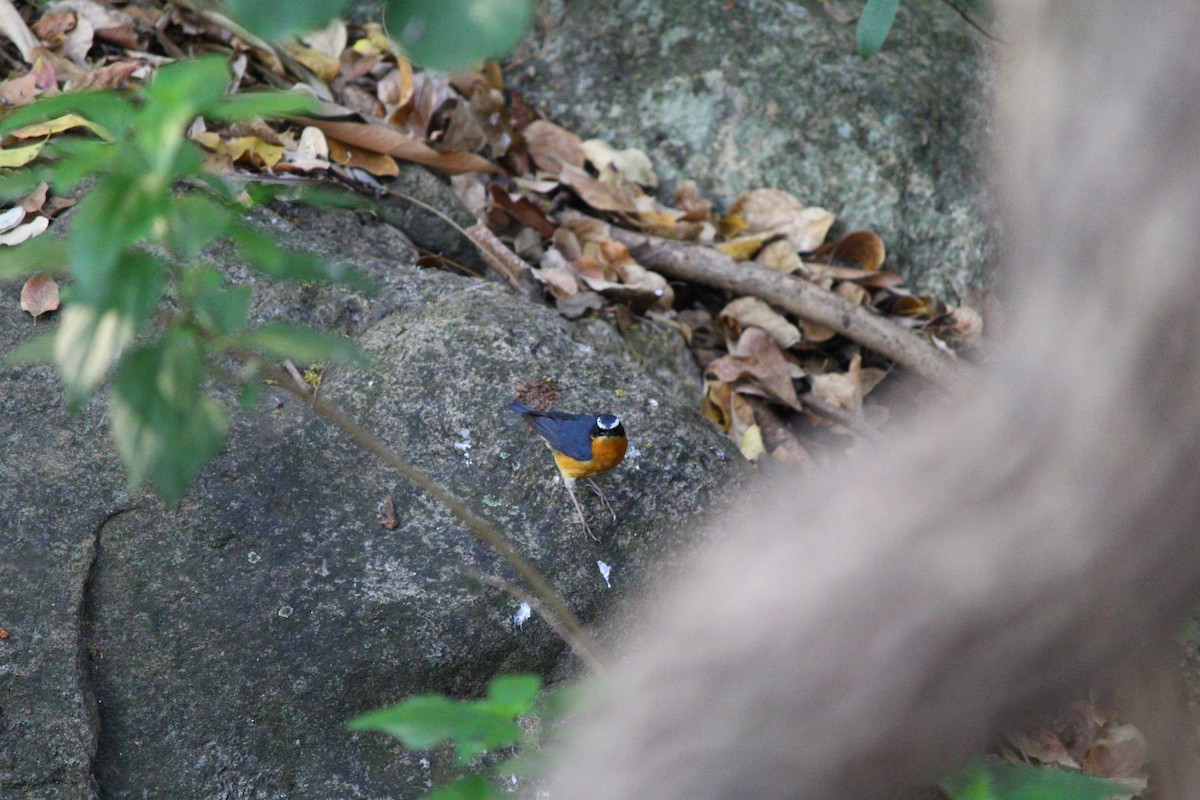 Indian Blue Robin - Chithran Viswanathan