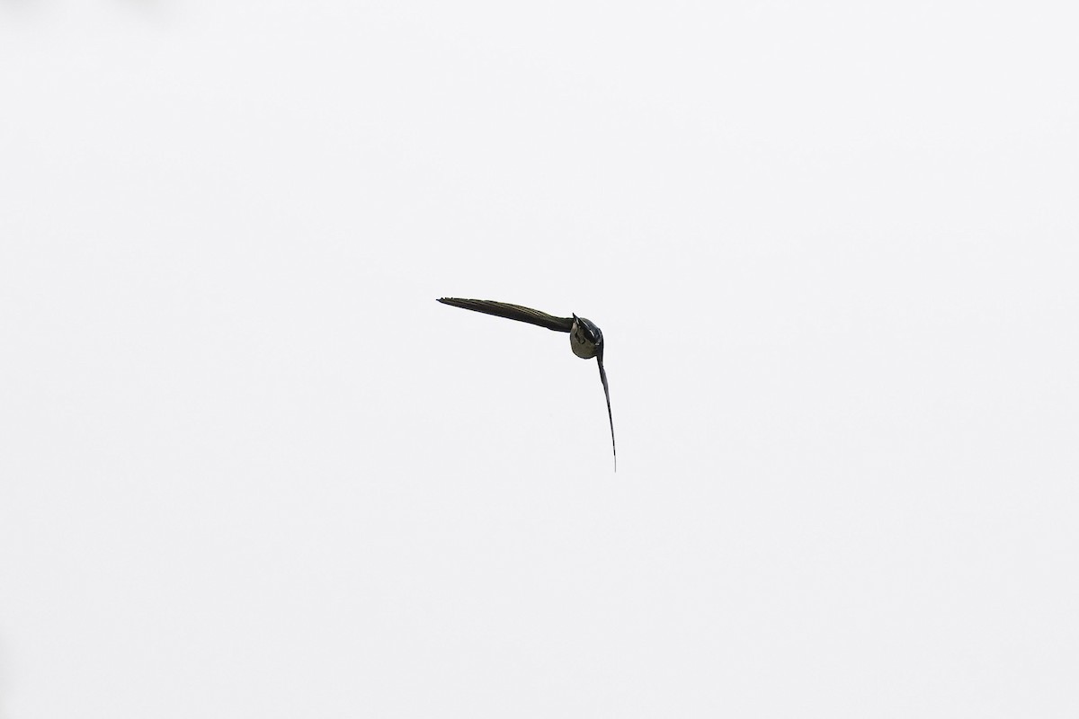 Tenggara Swiftlet - Mike Hooper