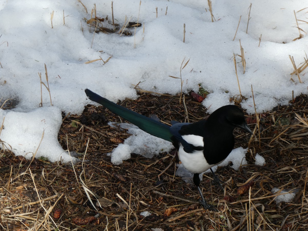 Black-billed Magpie - ML616102852