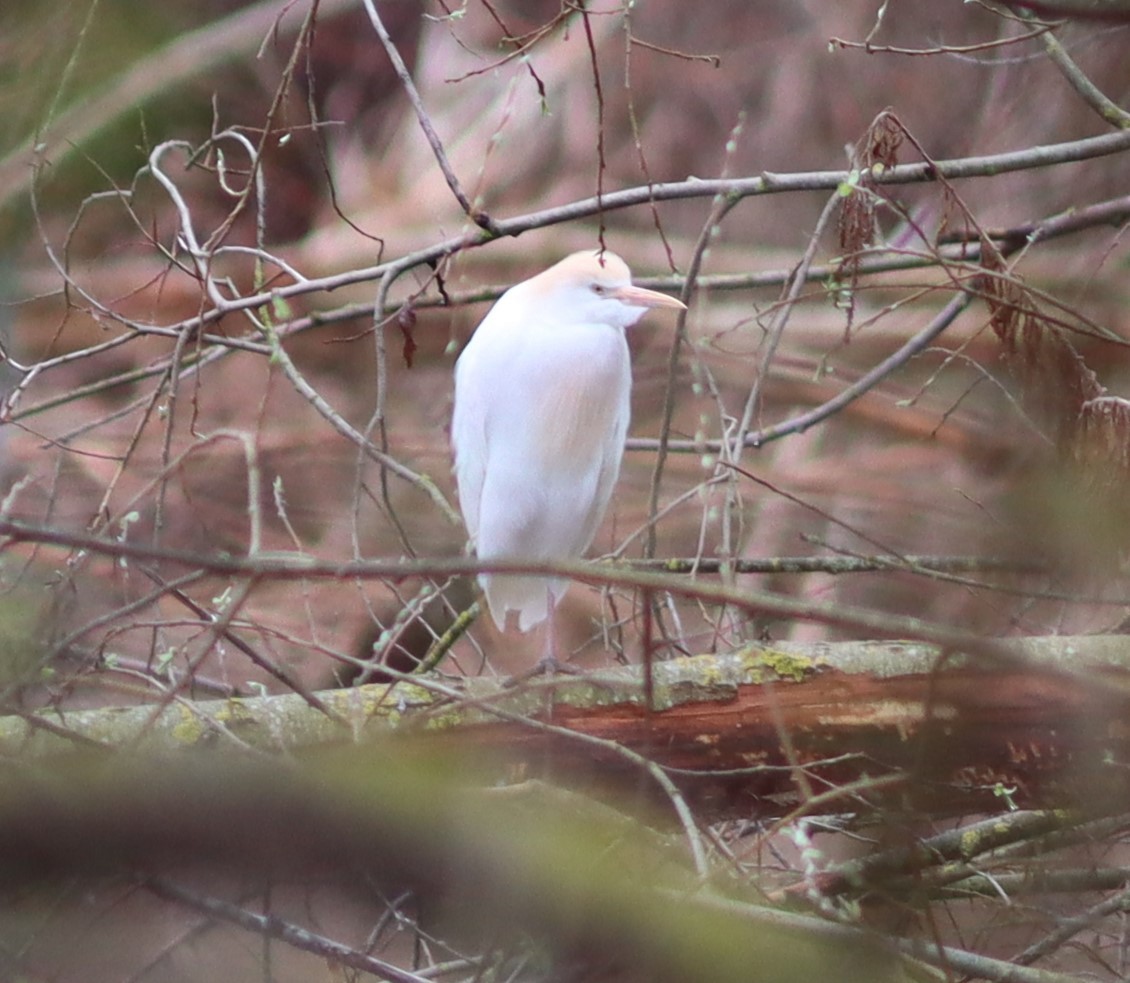 Western Cattle Egret - Luca Finger