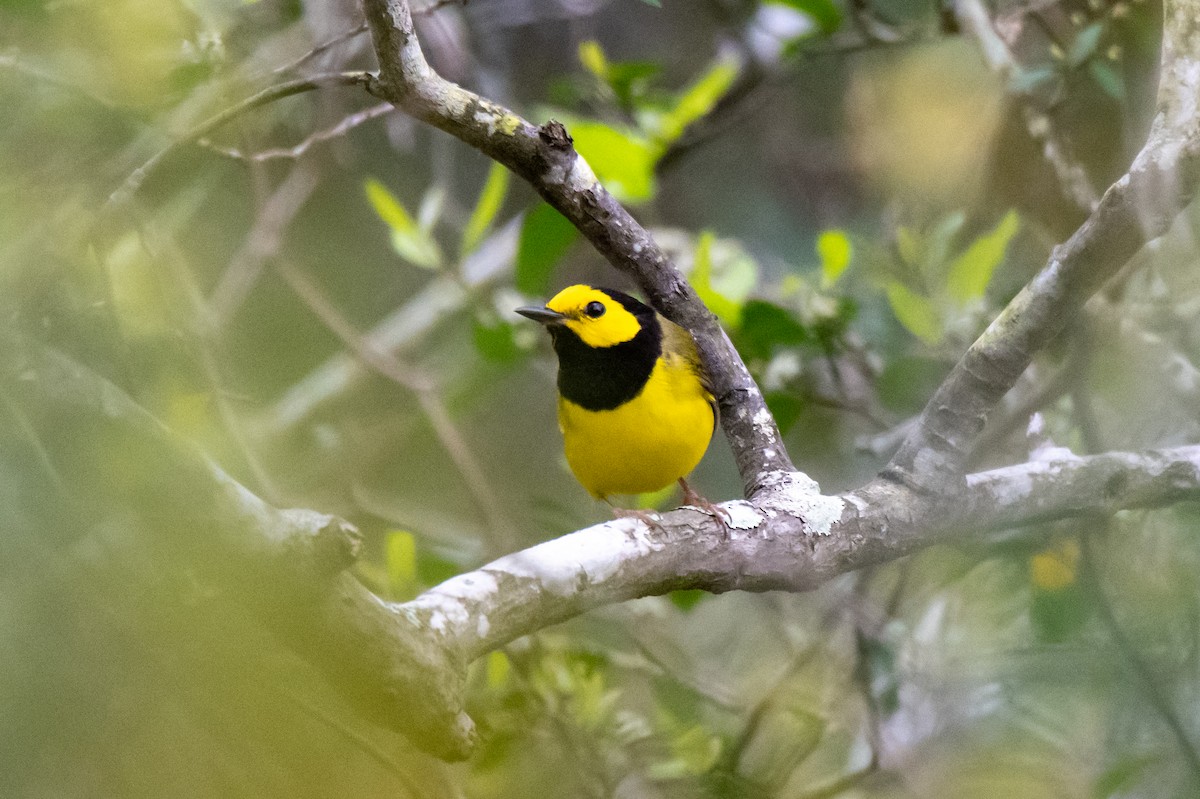 Hooded Warbler - Perry Doggrell
