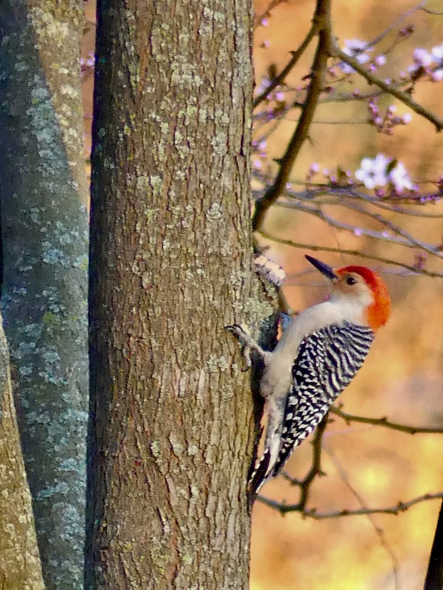 Red-bellied Woodpecker - ML616102964