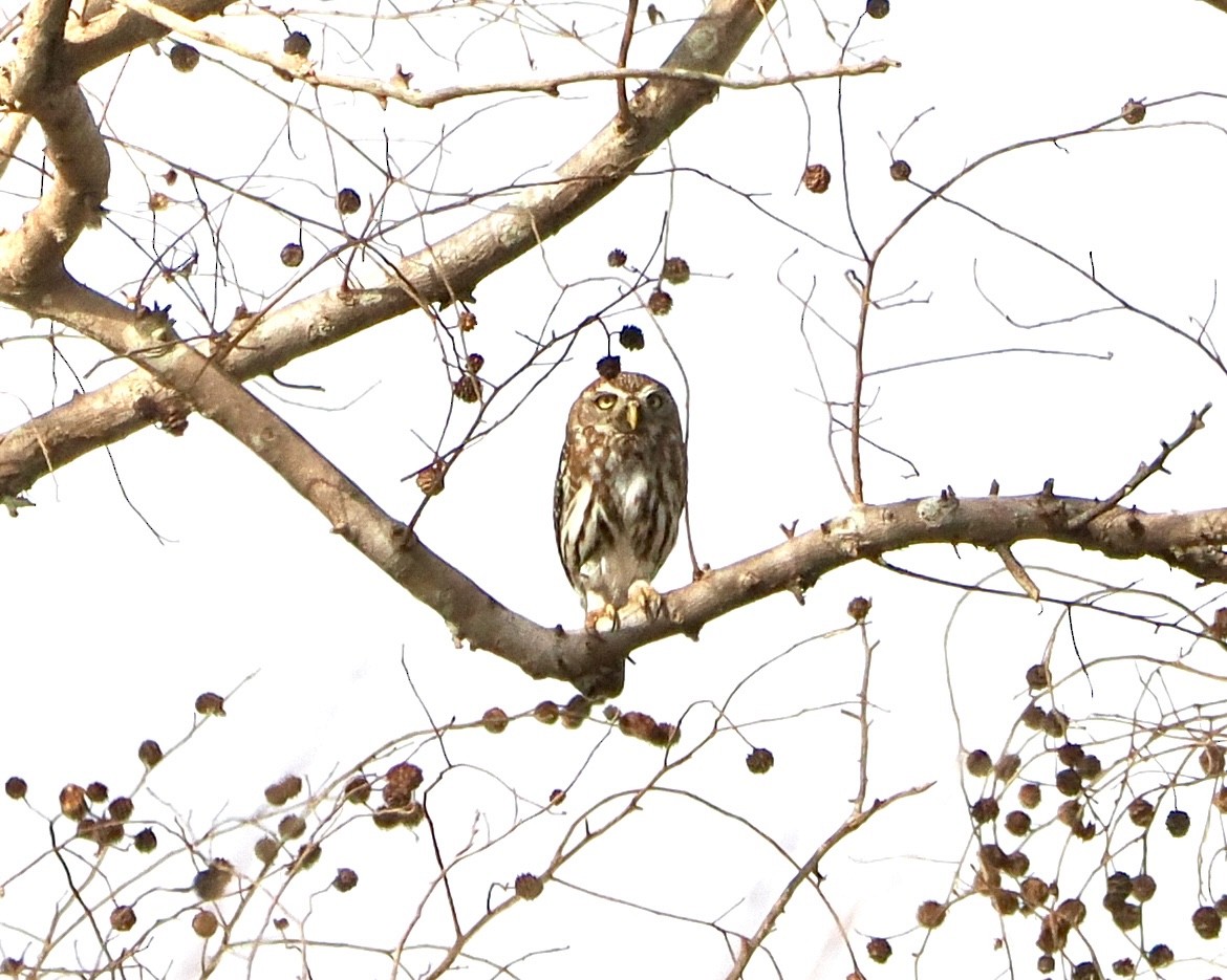 Pearl-spotted Owlet - ML616103009