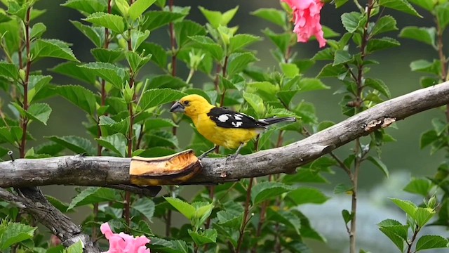 Golden Grosbeak - ML616103043