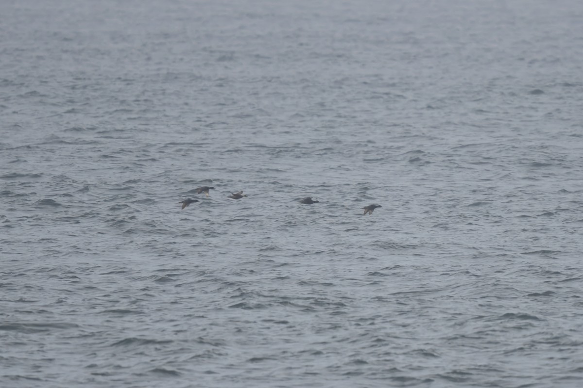 Common Scoter - ML616103082