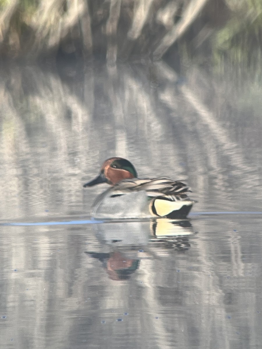 Green-winged Teal - ML616103111
