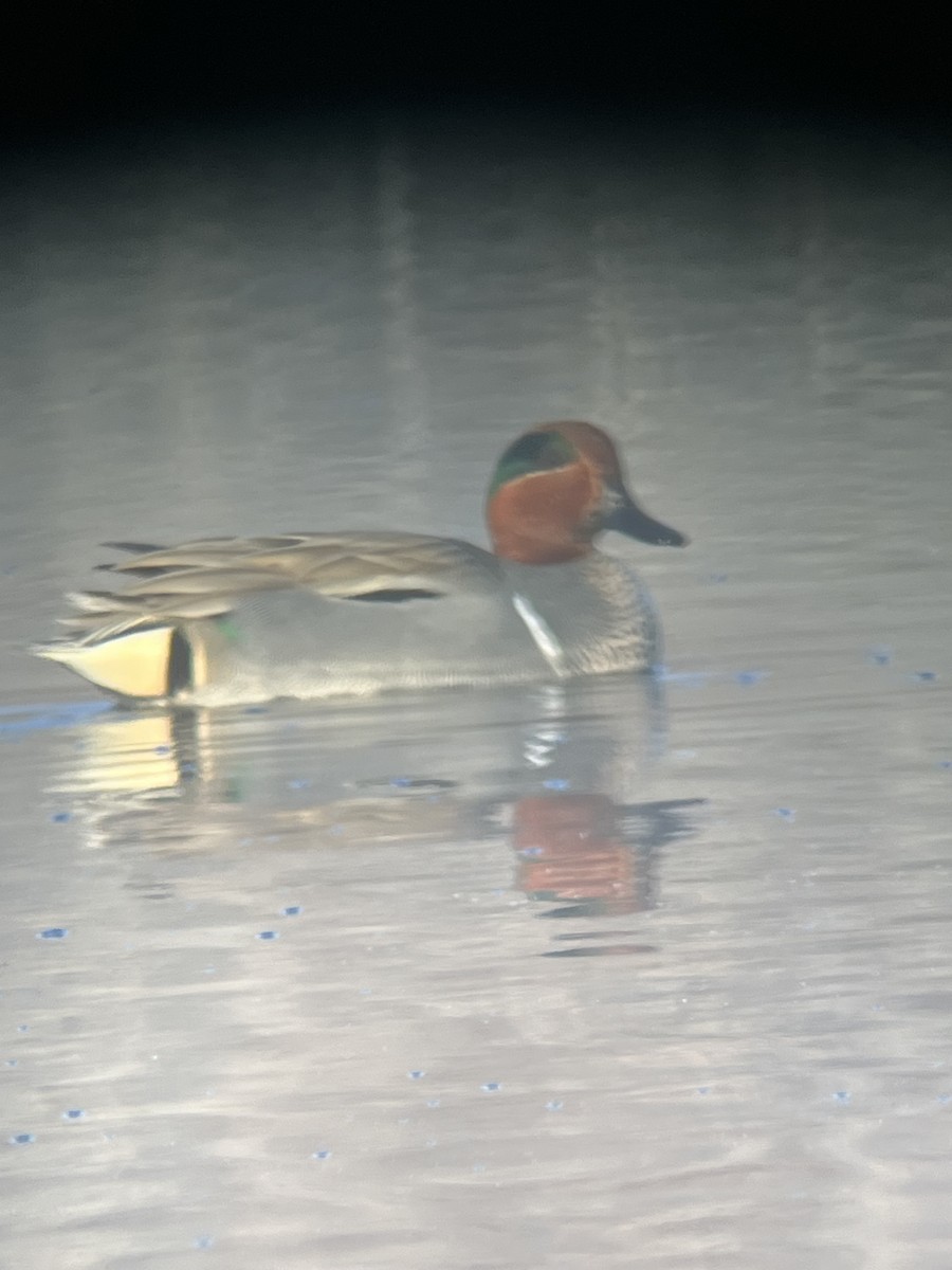 Green-winged Teal - ML616103112