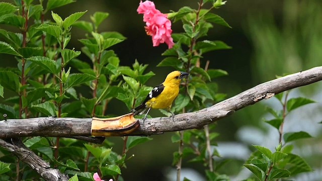 Cardinal à tête jaune - ML616103132