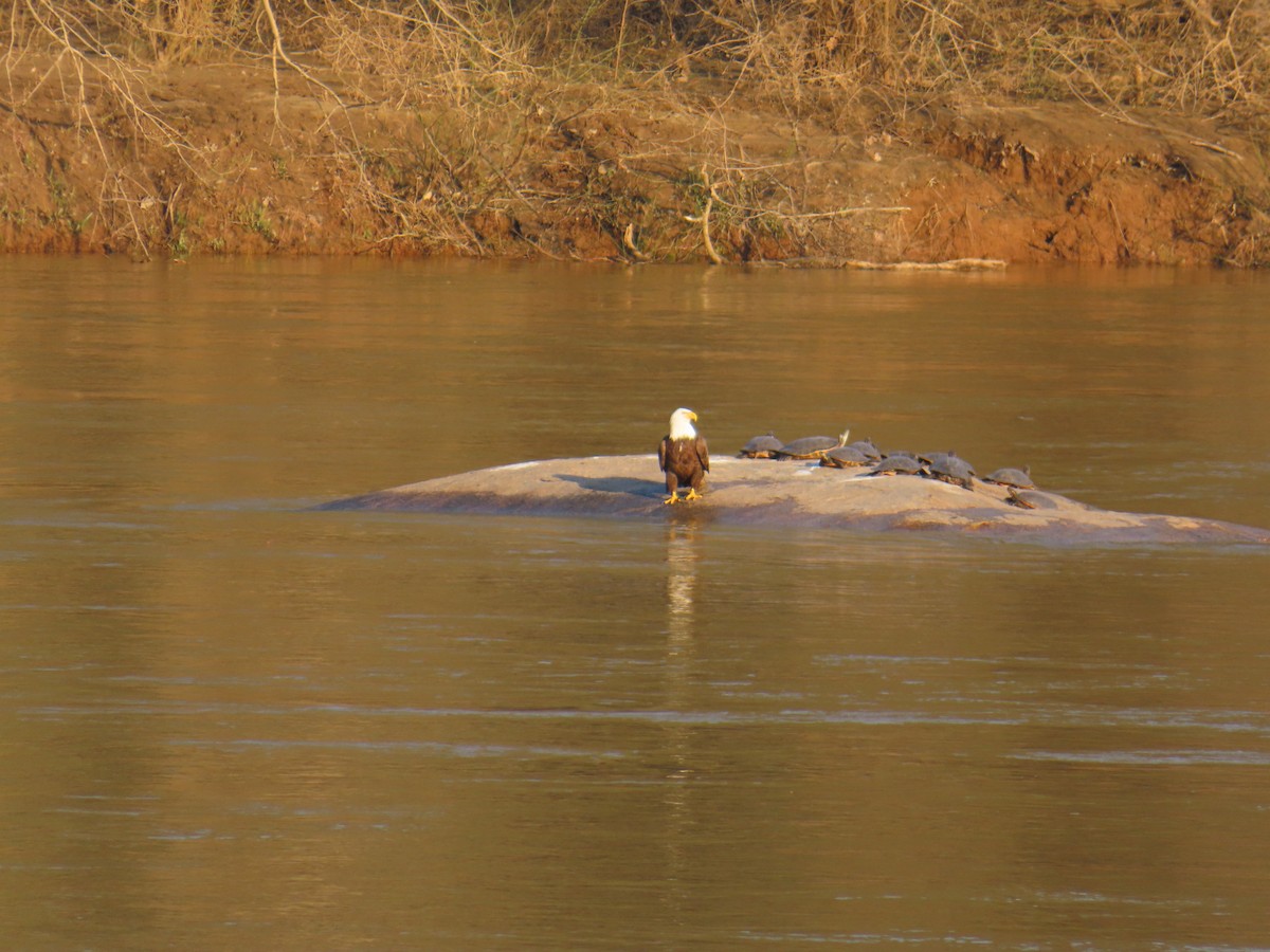 Bald Eagle - Matt Johnson