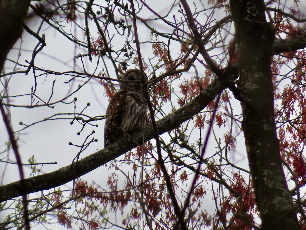 Barred Owl - ML616103164