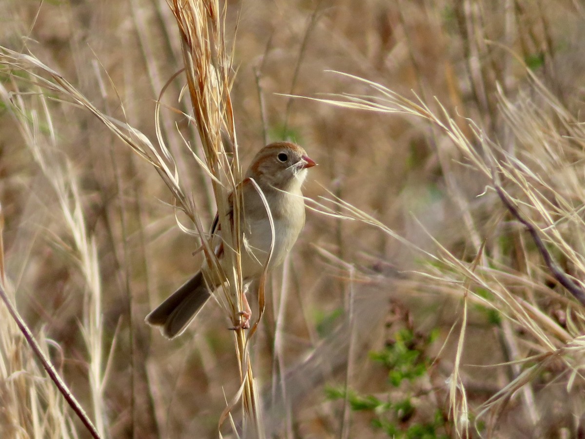 Field Sparrow - ML616103171