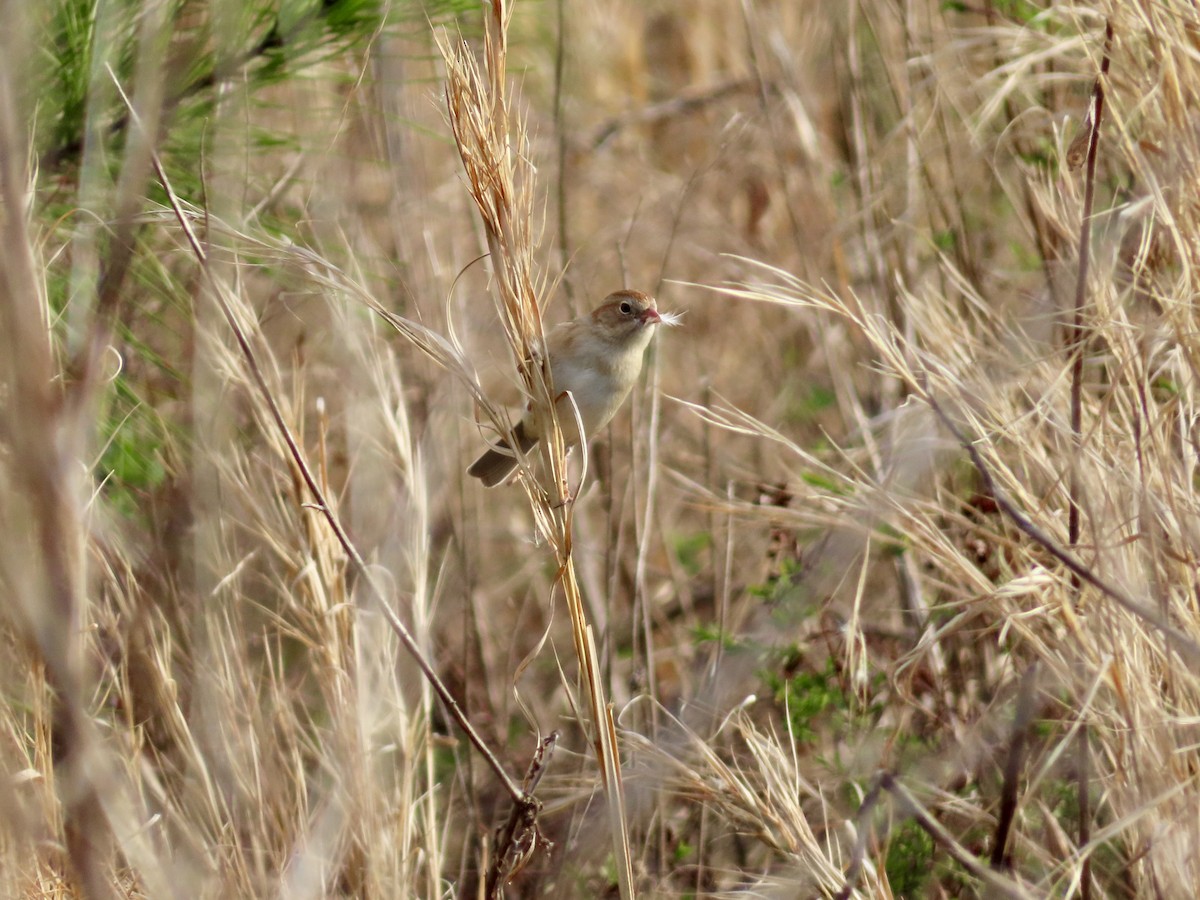 Field Sparrow - ML616103172