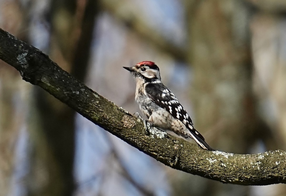 Lesser Spotted Woodpecker - ML616103175