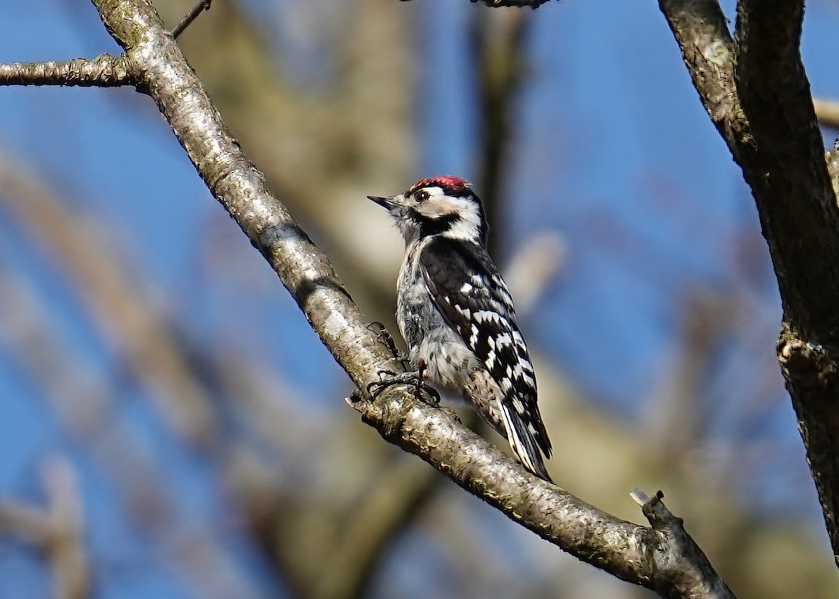 Lesser Spotted Woodpecker - ML616103177