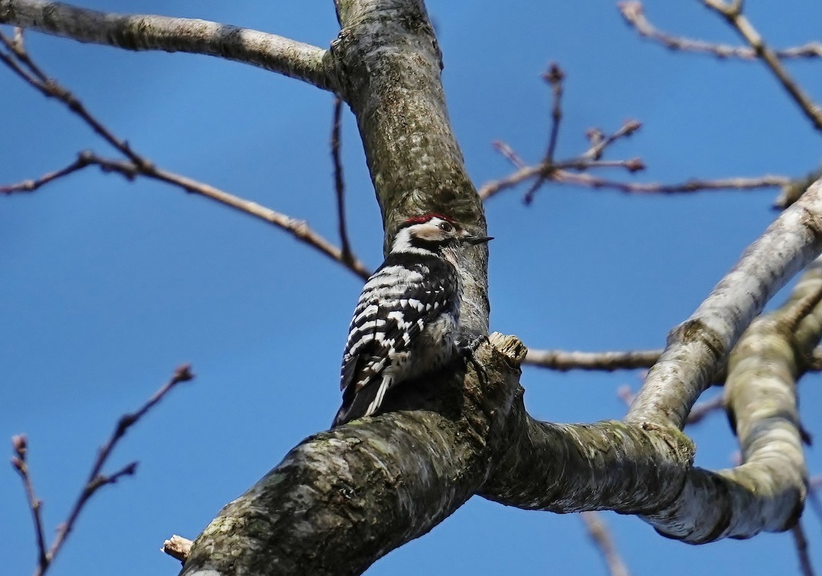 Lesser Spotted Woodpecker - ML616103202