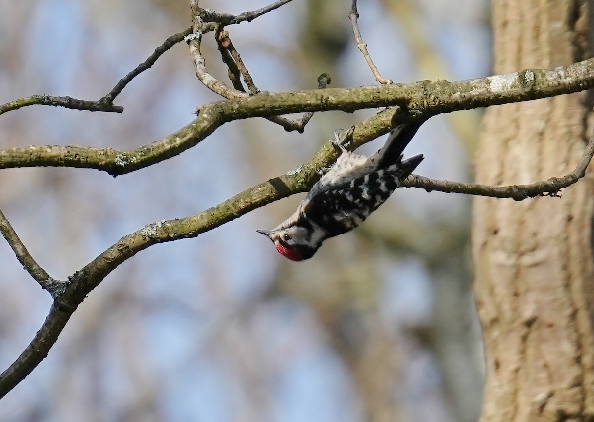 Lesser Spotted Woodpecker - ML616103208