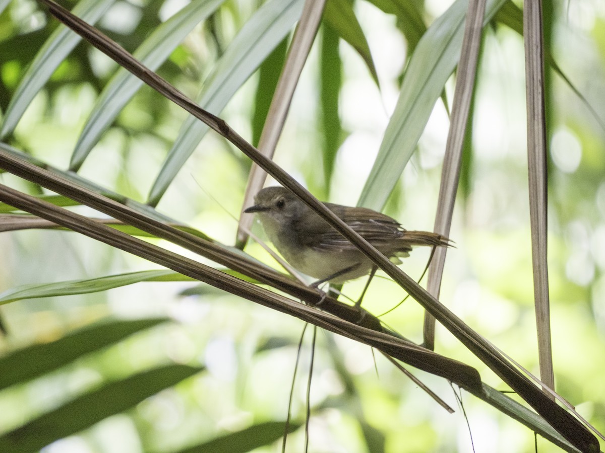 White-chested Babbler - ML616103305