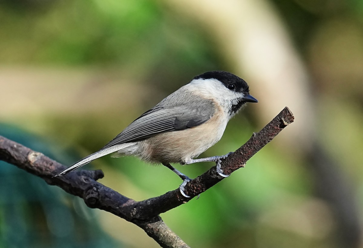 Willow Tit - ML616103312